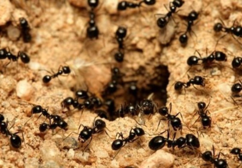 Chiêm bao thấy kiến đen có ý nghĩa gì?