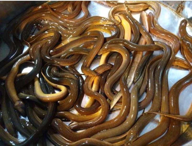 Ngủ mơ thấy lươn màu vàng có điềm báo gì?