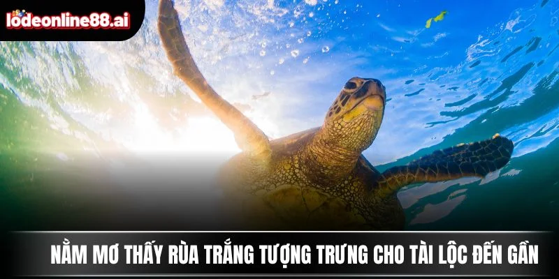 Nằm mơ thấy rùa trắng tượng trưng cho tài lộc đến gần