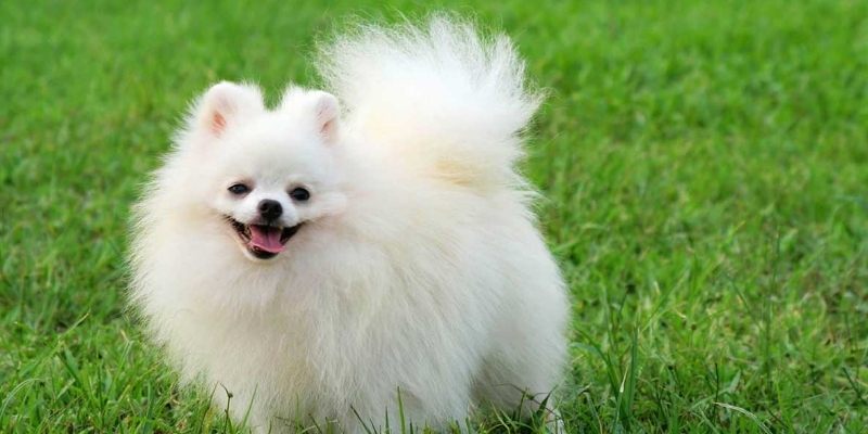 Mơ Thấy Chó Có Gì Thú Vị? Những Con Số Ẩn Sau Chiêm Bao 2 Giấc mơ thấy chó khá phổ biến với mọi người