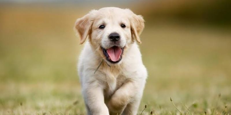 Mơ Thấy Chó Có Gì Thú Vị? Những Con Số Ẩn Sau Chiêm Bao 3 Hoàn cảnh xuất hiện quyết định phần lớn sắc thái của giấc mơ